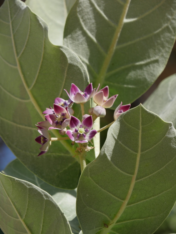 P1350887 Oman - Calotropis procera-Edit ©Isabelle Morand