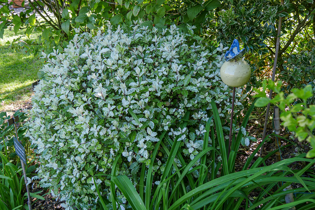 P1360907. Jardin du Presbytère - pittosporum tenuifolium Irene Patterson-1200x800 ©Isabelle Morand