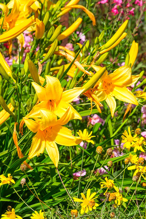 Pepiniere Arc en Fleurs-by Didier Hirsch-500x750_DSB5280 Pepiniere Arc en Fleurs-by Didier Hirsch-500x750_DSB5280