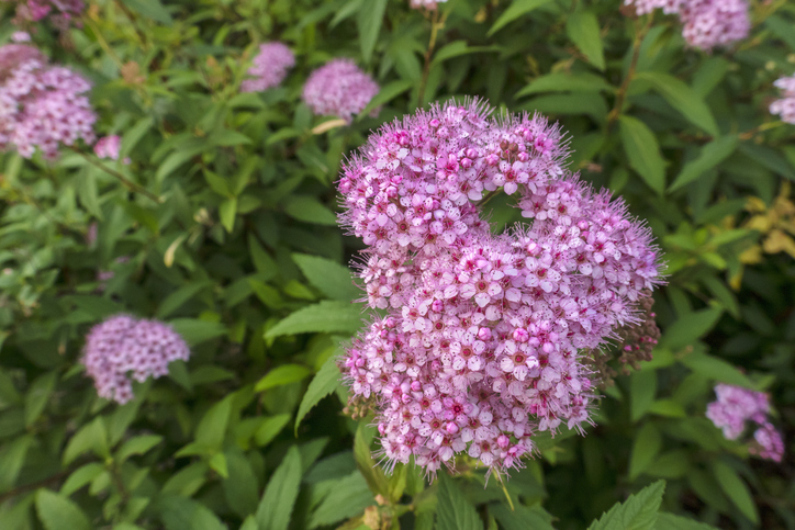 spiraea japonica - Orthosie Spiraea japonica ©Orthosie