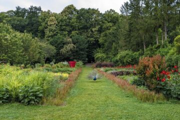 Château du Rivau • paon