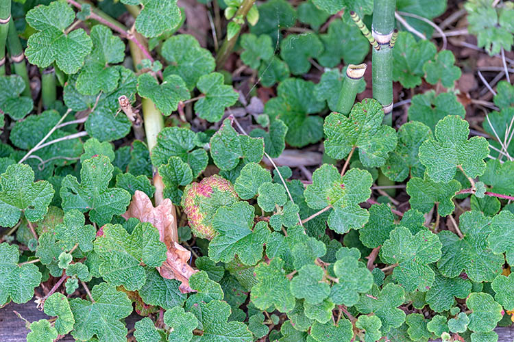 Jardin Deladoucette-Normandie-Rubus pentalobus-by Didier Hirsch-750x500_DSB3782 Rubus pentalobus ©Didier Hirsch