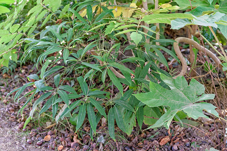 Jardin Deladoucette-Normandie-Schefflera chapana-by Didier Hirsch-750x500_DSB3803 Schefflera chapana ©Didier Hirsch