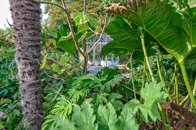 Jardin Deladoucette-Normandie-serre- Gunnera- Fatsia polycarpa- Trachycarpus fortunei-by Didier Hirsch-750x500_DSW9056 Gunnera - Fatsia polycarpa - Trachycarpus fortunei ©Didier Hirsch