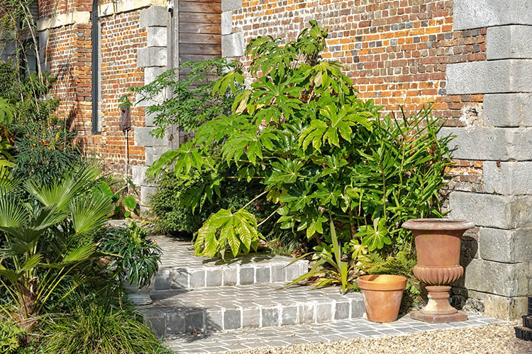Jardin Deladoucette-Normandie-Tetrapanax-Brassiopsis mitis-Fatsia japonica-Manihot grahami-Cordyline indivisa-by Didier Hirsch-750x500_DSB3771 Tetrapanax, Brassiopsis mitis, Fatsia japonica, Manihot grahamii... ©Didier Hirsch