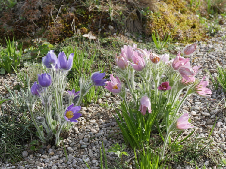 _1150124 Berchigranges. Pulsatille. Violet et rose-Edit ©Isabelle Morand