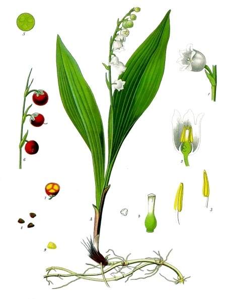 Convallaria_majalis_-_Köhler–s_Medizinal-Pflanzen-045 ©Franz Eugen Köhler