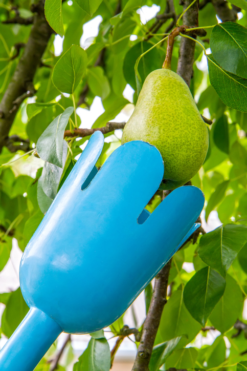 cueille fruits ©istock