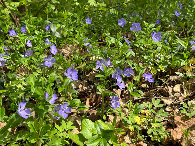 grande pervenche - Vinca major - Olena Lialina ©Olena Lialina