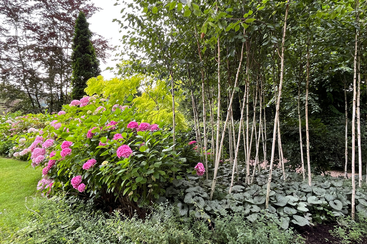 Le Sous Bois, massif d'hydrangea ©Valérie Collet
