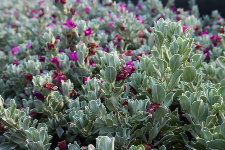 Leucophyllum frutescens - sauge du désert - Piyanat Nethaisong ©Piyanat Nethaisong