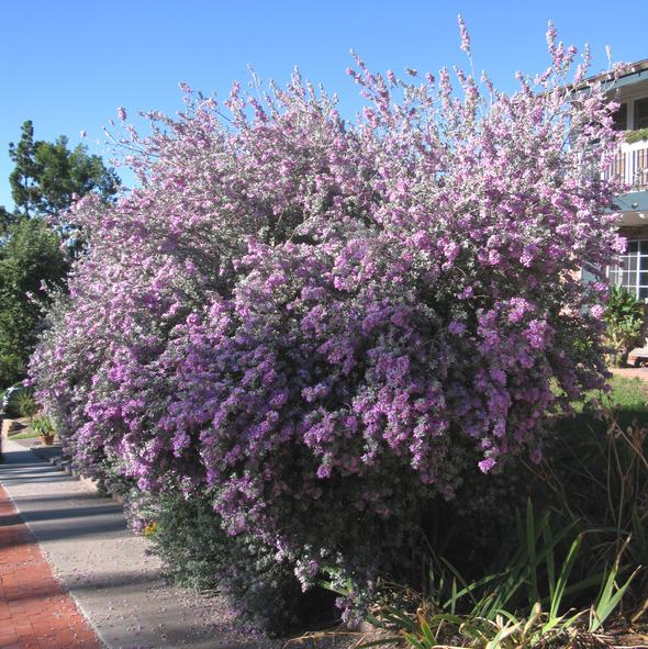 Lucophyllum frutescens - sauge du desert - Kelli Kallenborn ©Kelli Kallenborn