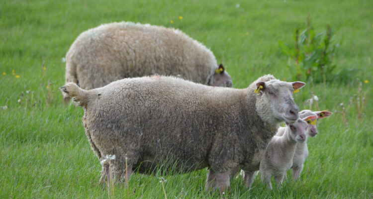 Moutons