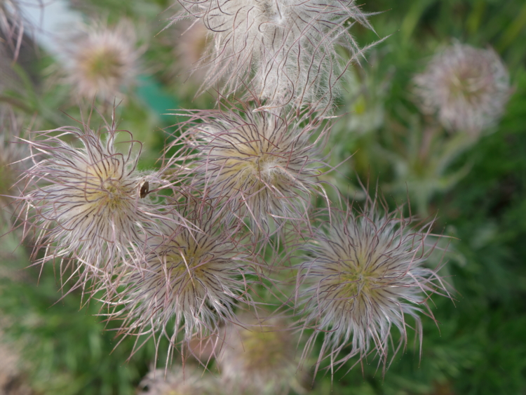 P1044476 Senteurs du Quercy - Pulsatilla vulgaris - pulsatille-Edit ©Isabelle Morand