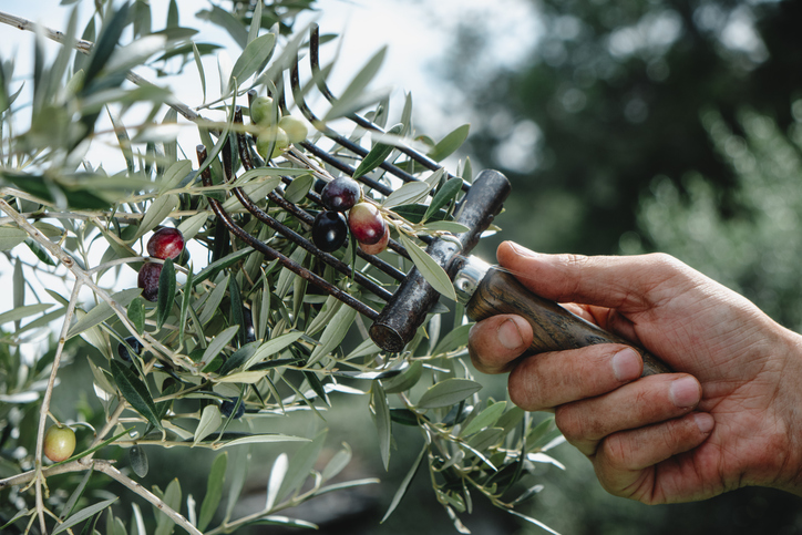 peigne olive - nito100 ©nito100