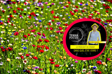 Se bagarrer pour les abeilles avec Pollinis