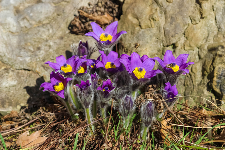 Pulsatilla halleri - Ekaterina Markelova ©Ekaterina Markelova