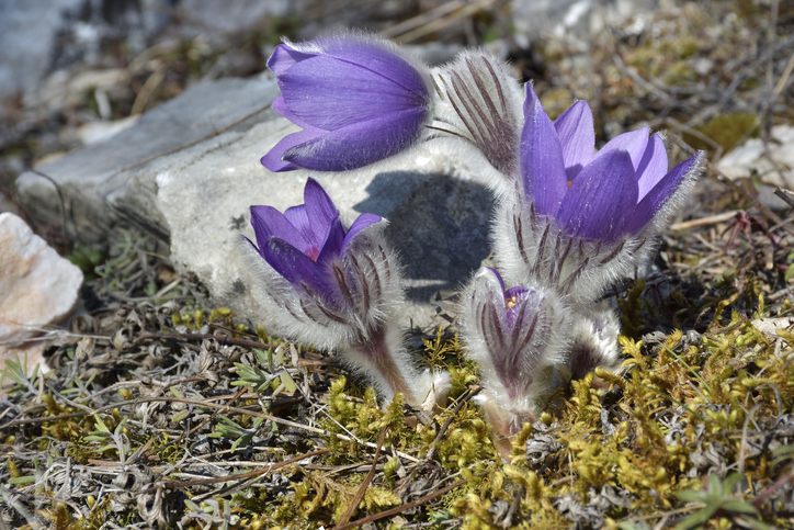 pulsatilla montana - AttilaBarsan Pulsatilla montana ©AttilaBarsan
