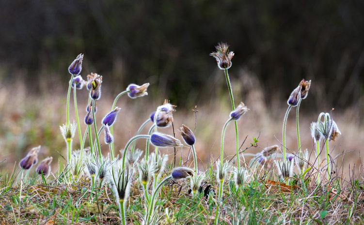 pulsatilla patens - xeipe ©xeipe