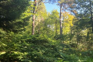 Forêt de Verzy