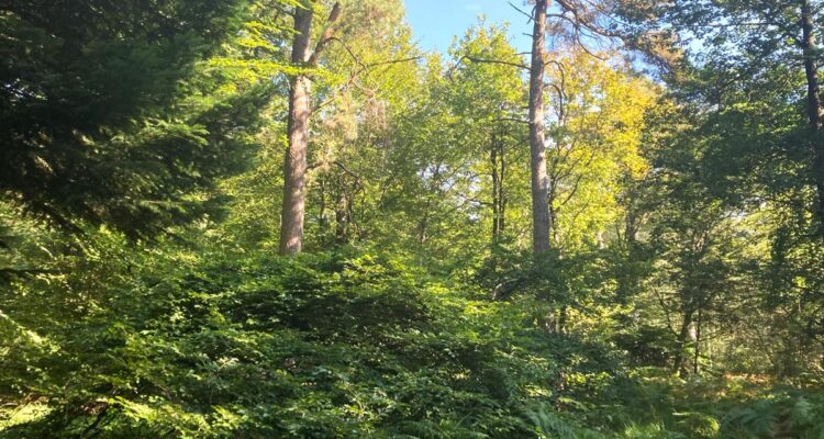 Forêt de Verzy