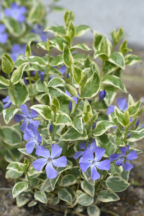 Vinca major - grande pervenche - Nahhan ©Nahhan