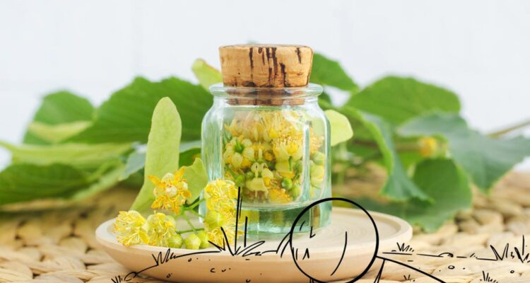 Le Tilleul allié du sommeil