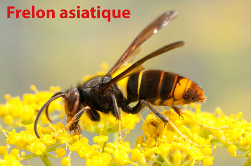 iStock-frelon-asiatique-ok2-513047137-AlbertoNovo Frelon asiatique