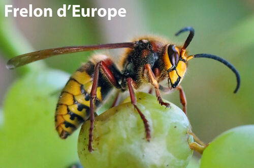 iStock-frelon-europe-ok2-1279978405-TomasSereda Frelon d'Europe