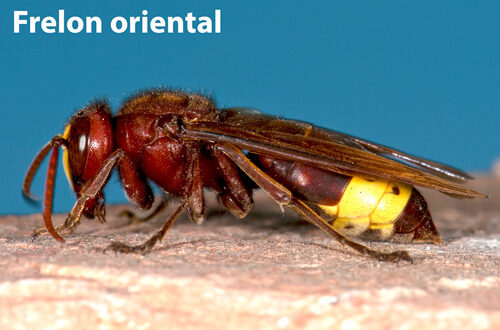 iStock-frelon-orientalFrelon-oriental-ok2-475148938-IMNATURE Frelon oriental