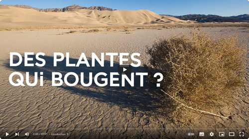 MNHN-2024-11-18-à-16.34.19 Des plantes qui bougent