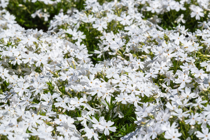 Phlox blanc - masanii21 ©masanii21