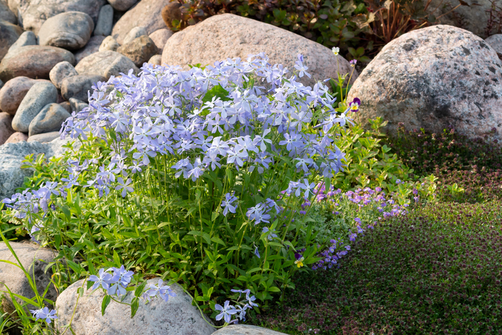 Phlox divaricata - Galina Sandalova ©Galina Sandalova