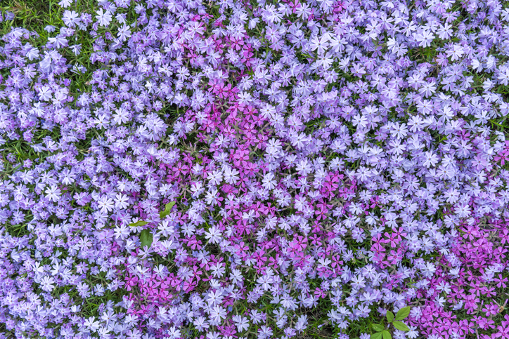 Phlox divaricata - Ihor Batishchev ©Ihor Batishchev