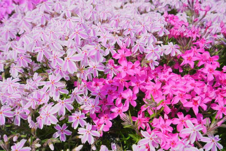 phlox subulata - Amstk ©Amstk