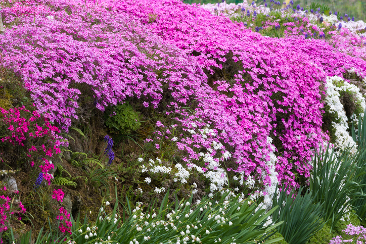 Phlox subulata - masanii21 ©masanii21