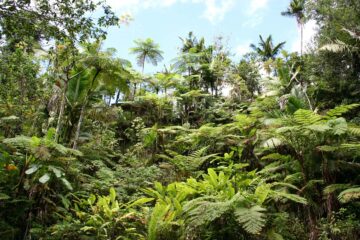 Forêt tropicales