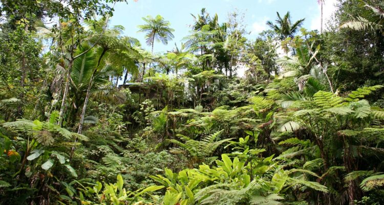 Forêt tropicales