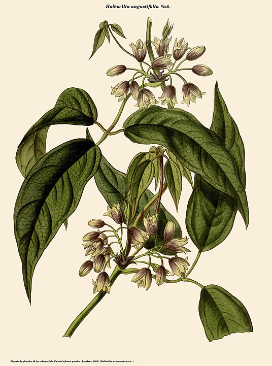 536px-Holboellia_angustifolia H. angustifolia