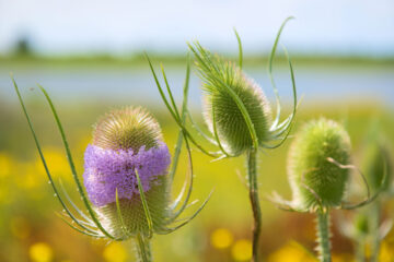 Cardère sauvage - Dipsacus Fullonum ©ivonnewierink