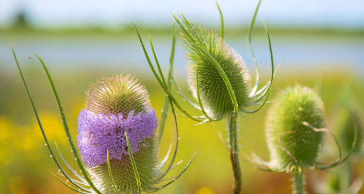 Cardère sauvage - Dipsacus Fullonum ©ivonnewierink