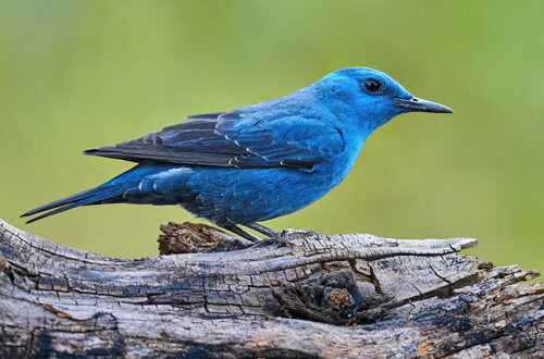 Depositphotos-merle-bleu-ok-320020962-LuaAr Merle bleu