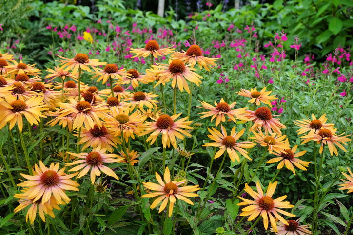 Echinacea Big Kahuna - sauge arbustive - Alex Manders ©Alex Manders