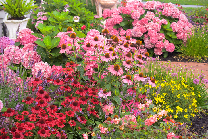 echinacea - hortensia - coreopsis - rosier - Imagine Saturations jpg ©Imagine Saturations