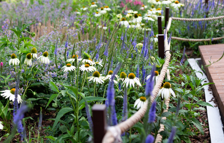 Echinacea purpurea - Svetlana Verbitskaya ©Svetlana Verbitskaya