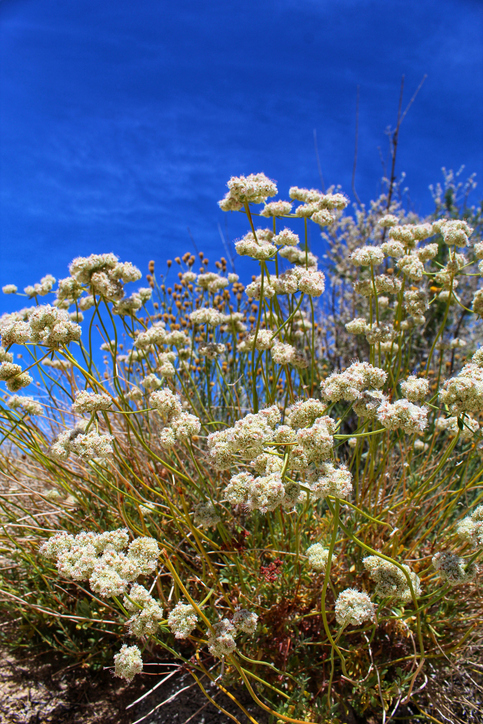 Eriogonum fasciculatum - sarrasin de Californie - Jared Quentin ©Jared Quentin