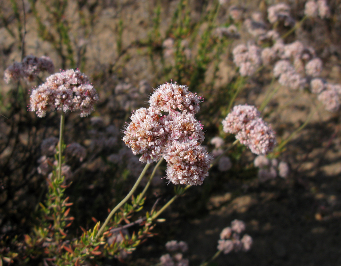 eriogonum fasciculatum - sarrasin de californie - Kelli Kallenborn ©Kelli Kallenborn