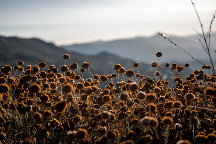 eriogonum fasciculatum - sarrasin de californie - Wirestock ©Wirestock