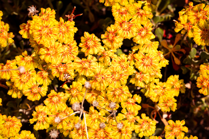 Eriogonum umbellatum - fleur de soufre -Jeremy Francis ©Jeremy Francis