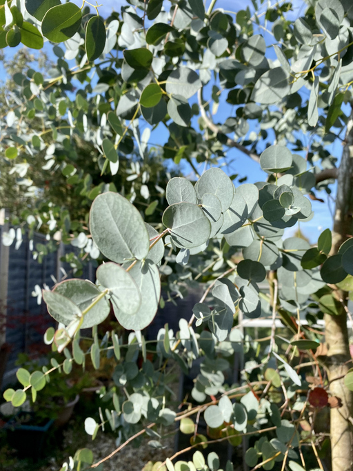 eucalyptus gunnii - gommier cidre - Chris Leaver ©Chris Leaver